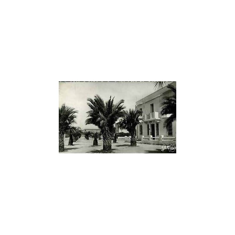 Algerie - Guelma - Rue Zama - CPSM 1957