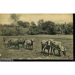 Ceylan - Ceylon buffaloes ploughing paddy fields