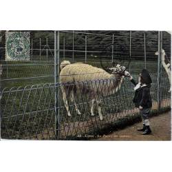 69 - Lyon - Le parc - Les lamas - Enfant