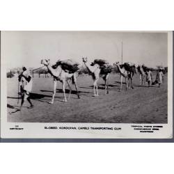 Soudan El-Obeid Kordofan Camels transporting Gum