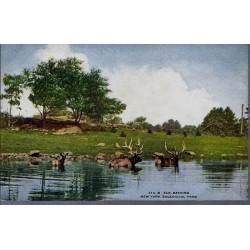USA - New York - Zoological Park - Elk bathing