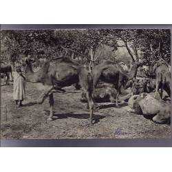 Algérie - Très beau plan d'un groupe de chameaux