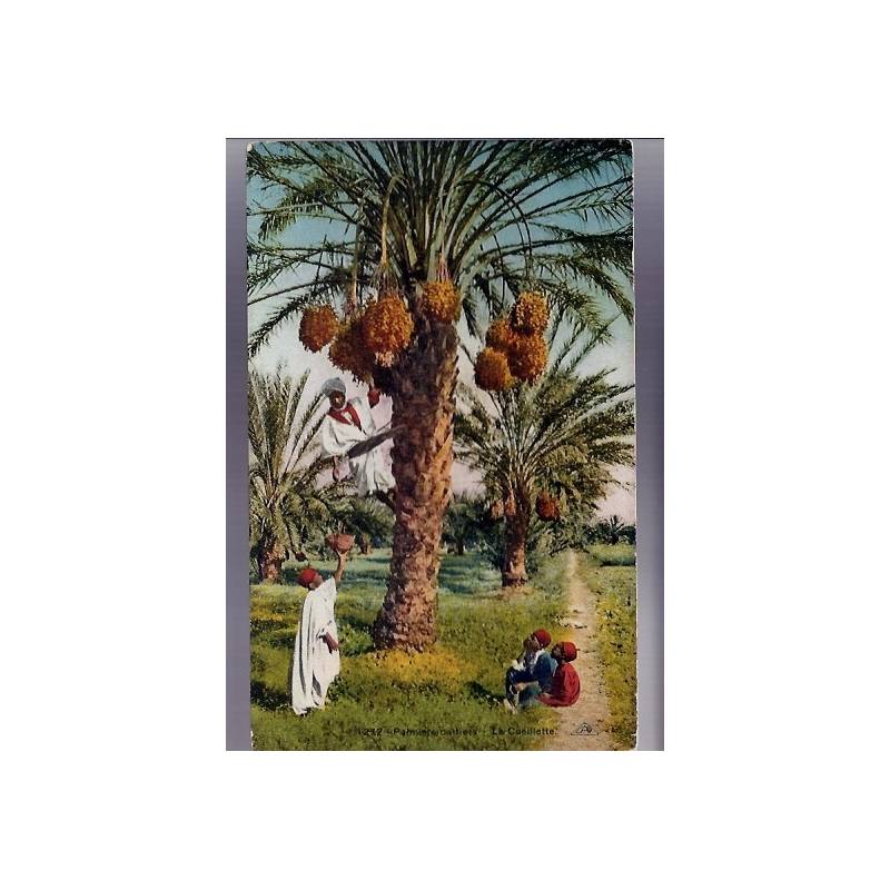 Algérie - Palmiers Dattiers - La cueillette - Couleur